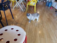 -Cappucimeow猫咪咖啡馆(韦伯时代店)