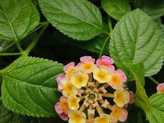 -广州花园酒店