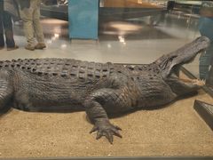 -美国自然历史博物馆