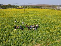 -庄行菜花景区