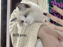 -lincat·猫舍(广州店)