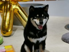 -柴务处·柴犬主题狗咖