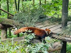 -都江堰中华大熊猫苑