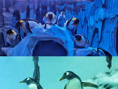 -正佳极地海洋世界