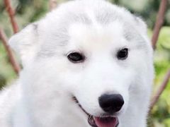 桃心-Husky Go! 哈士奇体验馆·宠物咖啡厅狗咖