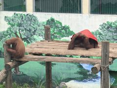 -西霞口神雕山野生动物世界