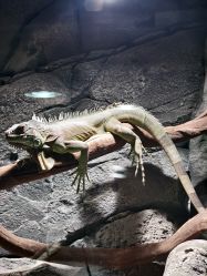 -Zoolung Zoolung动物主题公园(海信广场店)