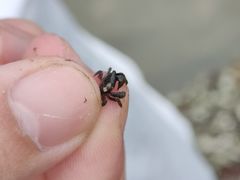 -碧桂园十里银滩