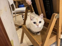 -滚猫咖啡·猫咖·猫友好撸猫(未来城店)