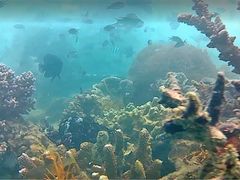 -东姑阿都拉曼海洋公园
