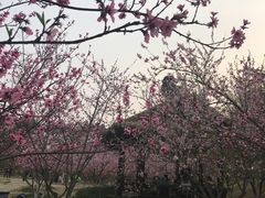 -秀丽东方