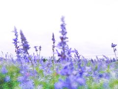 -北京东方普罗旺斯薰衣草庄园
