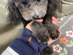 -小呆的宠物店·宠物售卖·宠物寄养(城西店)