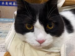 -艾贝尔宠物医院·狂犬免疫点(江山金象城店)