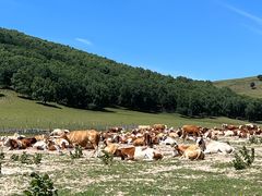 -塞罕坝国家级自然保护区