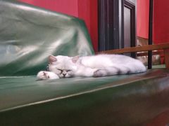 -猫色咖啡·猫咖