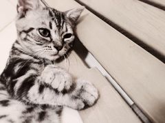 -纳吉亚猫专科动物诊疗中心(蒋宅口分院)