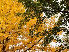 -北京西山国家森林公园