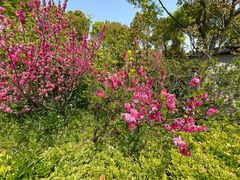 -南汇桃花村