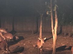 -清迈夜间动物园