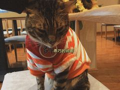-绒爪撸猫下午茶·猫咖