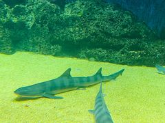 -青岛海底世界-水族馆