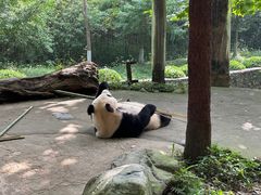 -都江堰中华大熊猫苑