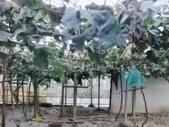 -马陆小张葡萄园农家乐