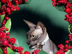 -超宠爱宠物摄影-Super pet