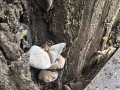 -汤旺河林海奇石景区