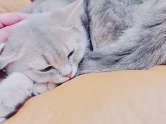 -逗柴咖啡屋·狗咖猫咖宠物桌游