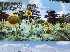 -上海月湖雕塑公园