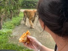 -上海野生动物园老虎餐厅