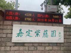 -嘉定紫藤园