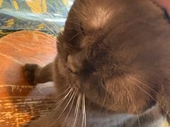 -平行世界·猫咖(首经贸店)