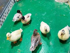 -上海大自然野生昆虫馆(东方明珠·爬宠昆虫探索中心)
