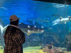 -烟台海昌鲸鲨海洋公园