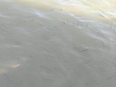 -西湖游船