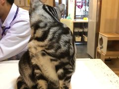 -宠爱国际动物医院·消化内科·心肾内科·ISFM猫友好(望京店)