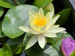 -深圳仙湖植物园