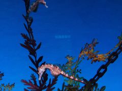 -上海海洋水族馆