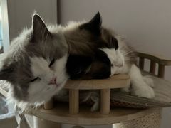-纳吉亚猫专科动物医院·北北分院
