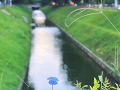 -莲花山公园