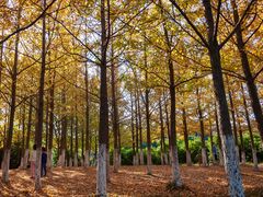 -白马涧龙池景区