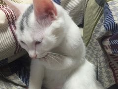 -纳吉亚猫专科动物诊疗中心(蒋宅口分院)