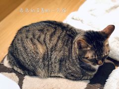 -滚猫咖啡·猫咖·猫友好撸猫(未来城店)