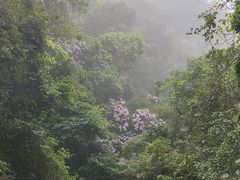 -象头山国家级自然保护区