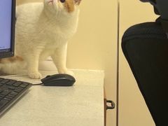 -萌兽医馆·犬猫专科·眼科中心·宠物医院(朝阳门分院)