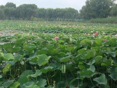 iphone_upload_pic-洪湖生态旅游区