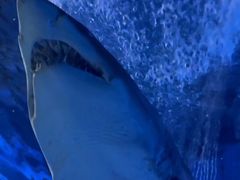 -上海海洋水族馆